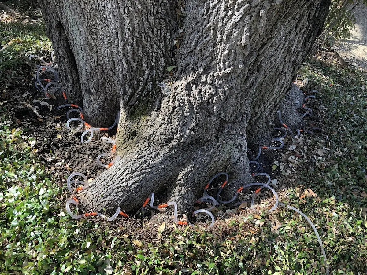 Detailed Tree Cabling and Bracing job site in Cochrane