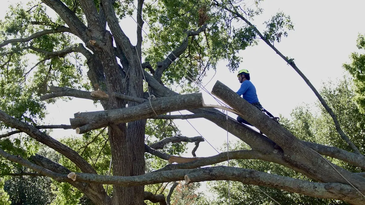 Professional Hazardous Tree Removal performed by certified arborists in Cochrane