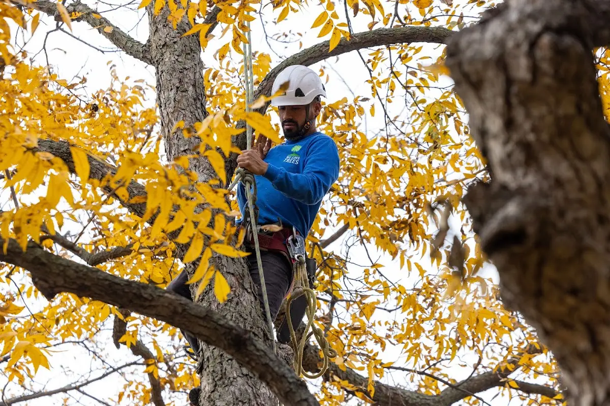 Skilled Emergency Tree Service crew working in Cochrane
